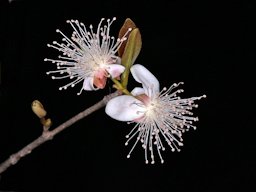 Eugenia involucrata DC. Myrtaceae