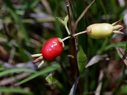 Eugenia involucrata DC. ripe and unripe fruit