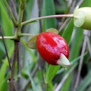 Eugenia involucrata DC. Myrtaceae