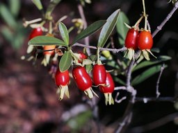 Eugenia involucrata DC. fruit habit