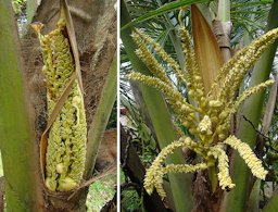 Cocos nucifera Inflorescence unfurling