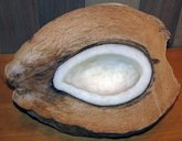 The niu kafa form of the fruits of wild and Indo-Atlantic coconuts