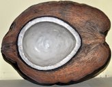 The niu vai form of the fruits of domesticated Pacific coconuts