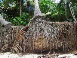 Exposed coconut root system