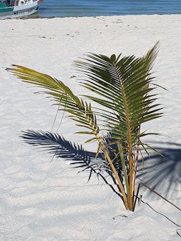 Coconut palm (Cocos nucifera) sapling in Celestún, Yucatán, Mexico