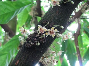 Credit: Carrie Stevendon, UF Escambia county Extension Interestingly, the cacao tree grows its flowers directly on the main trunk, exhibiting “cauliflory” just like the Eastern redbud.
