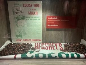Credit: Carrie Stevenson, UF IFAS Extension Early in the history of Hershey’s chocolate, discarded cacao pods were crushed into mulch and sold to gardeners.