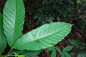 Close up of leaf