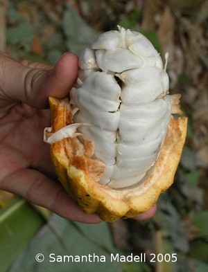 Freshly harvested cocoa pod