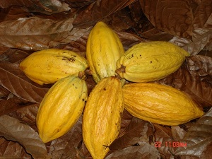 Cacao fruit