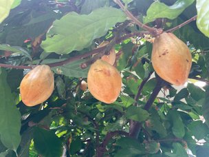 Credit: Carrie Stevendon, UF Escambia county Extension Cacao pods growing from a tree located in Hershey Gardens.