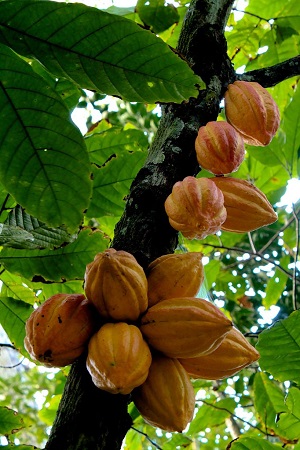 Cacao (Theobroma cacao)