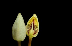 Cocoa flower