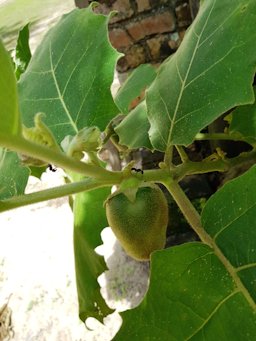 Cocona Solanum sessiliflorum