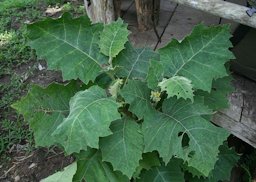 Solanum sessiliflorum, Costa Rica