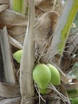 Fruit at Community Garden Sand Island