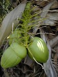 Immature coconuts