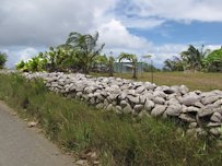 Coconuts as fence