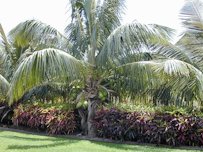 Coconut palm