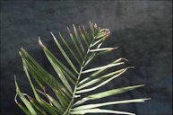 Leaf tip of B-deficient Phoenix roebelenii (pygmy date palm) showing necrotic truncation in an inverted "V" shape