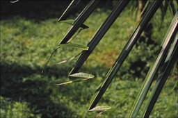 Cocos nucifera with "hookleaf", a mild syptom of B deficiency