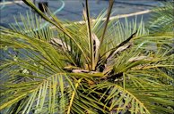 Multiple unopened spear leaves on B-deficient Phoenix roebelenii