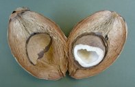 Sliced coconut