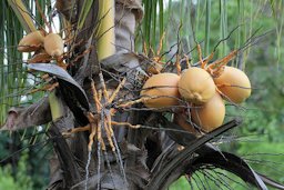 Coconuts of the coconut palms tree Cocos nucifera on Sint Maarten