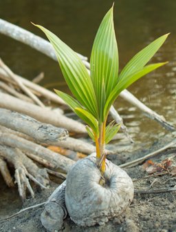 Coconut (Cocos nucifera) sprout near the mouth of the river Ahoa (Tubuai, French Polynesia)