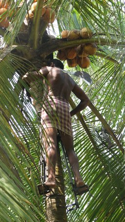 A coconut harvester (Raghavan), near Chirakkadavu, Kanjirappally. Coconut climbing tool also visible.