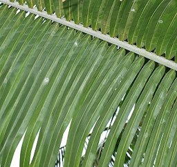 Cocos nucifera leaflets