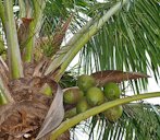 Cocos nucifera fruit