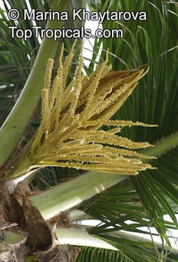 Coconut Inflorescense