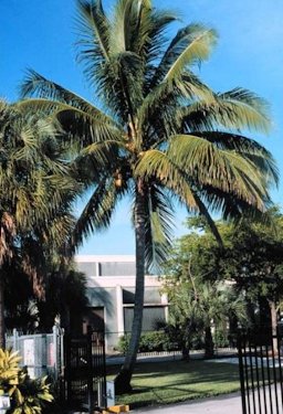 A Maypan coconut palm, growing in Ft. Lauderdale, Fla., in 2008.