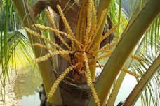 Fruit Ripening