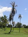 Lightning injury to coconut palm