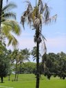 Lightning injury to coconut palm