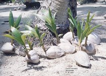 Sprouted Coco Seeds