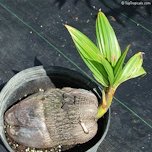 Coconut Sprouting