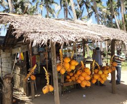 King Coconut in Sri Lanka