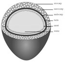 Matured coconut, sectioned to display layers. Layers are labeled