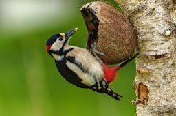 Great spotted woodpecker with coconut shell