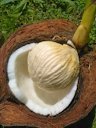 Cocos nucifera drup