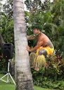 Chief Tuimauga, a member of the Hale Koa Hotel luau, demonstrates the skill of climbing a tree to retrieve coconuts.