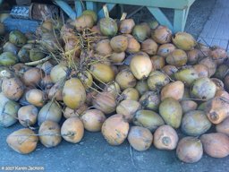 Coconuts for sale at the PineIsland nursery fruit market
