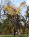 Cocos nucifera spear leaf is dying just as the last leaves are discoloring