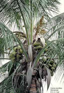 Fruit of the Cocos nuficera