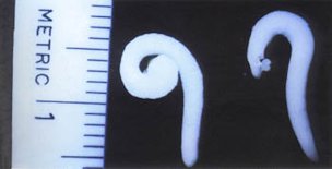 Comparison of asexual embryo (right) with excised zygotic embryo (left) at the cotylegon elongation stage