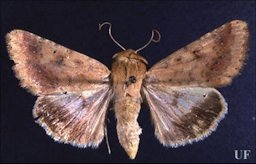 Adult corn earworm (Helicoverpa zea) (Boddie)