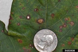 Corynespora leaf spot